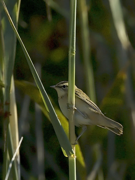Ruokokerttunen, Sedge Warbler, Acrocephalus schoenobaenus